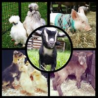 Animal Affair Petting Zoo